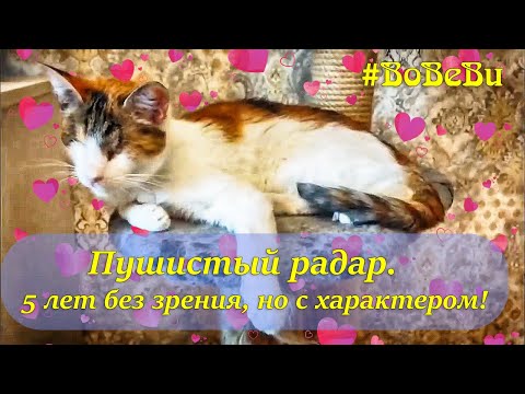 Видео: Праздник кошачьего чутья — 5 лет навигации без GPS
