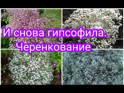 Видео: ПОНЕСЛО ТАК ПОНЕСЛО 😇 И СНОВА ГИПСОФИЛА. 🤗