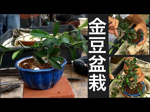 Видео: Обрезка бонсай Кинмаме более мотивирована, чем бонсай, который требует много работы. Активный