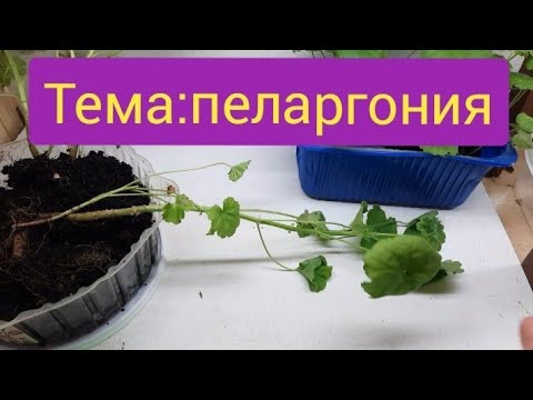 Видео: Пеларгония вытянулась. Не спешите её резать.