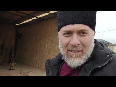 Видео: Едем на скотный рынок, продавать жеребца.