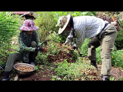 Видео: Корейская сельская жизнь, сбор вкуснейшего арахиса в прохладный осенний день~!!