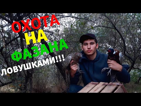 Видео: Охота на фазана с ловушками!!! В лесных посадках.