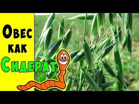 Видео: ОВЕС КАК СИДЕРАТ ОСЕНЬЮ !!!