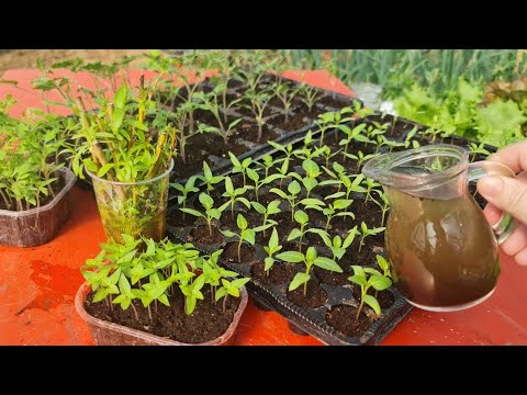 Видео: 100% всхожесть семян растений! Выполняйте эти требования!