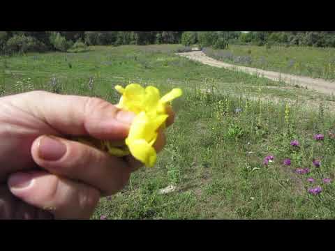 Видео: Коровяк или Царский скипетр