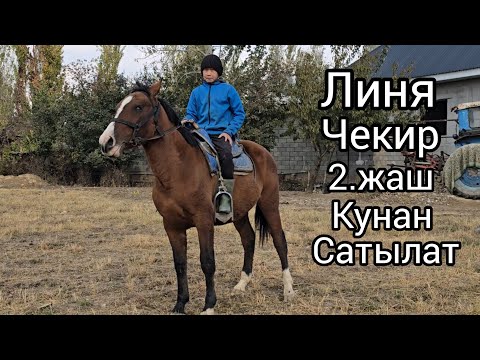 Видео: Бүгүн чыкты 5 ноября 2025 #жылкыбазар #атбазар линя чекир