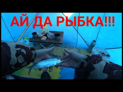 Видео: Рыбалка. 33я шахта. Пельчир!