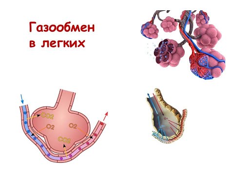 Видео: Газообмен в легких