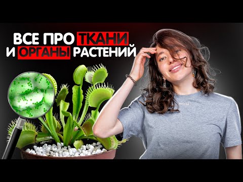 Видео: Все про ткани и органы растений | ЕГЭ по биологии