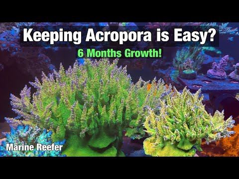 Видео: Легко ли содержать Acropora? Рост за 6 месяцев!