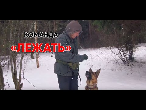 Видео: Команда "Лежать". Ускоряем собаку на команде "Ко мне"