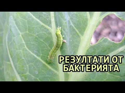 Видео: Колко е ефективна Bacillus Thuringiensis