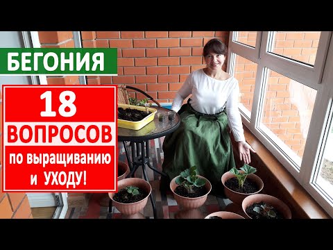 Видео: БЕГОНИЯ цветущая. 18 ВАЖНЫХ вопросов по УХОДУ за БЕГОНИЕЙ! Ответы на ВАШИ вопросы!