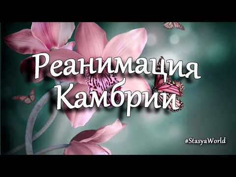 Видео: Реанимация Камбрии без корней. 4 совета при реанимации орхидеи