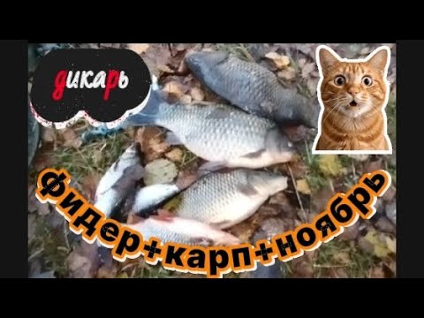 Видео: КАРП КАРАСЬ В НОЯБРЕ РЫБАЛКА НА ФИДЕР 