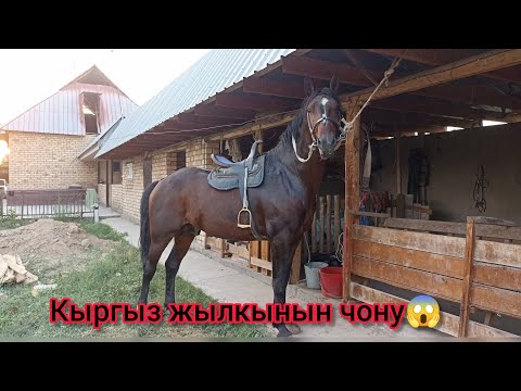 Видео: Чон кыргыз жылкысы!! +996223256451#horse #лошади