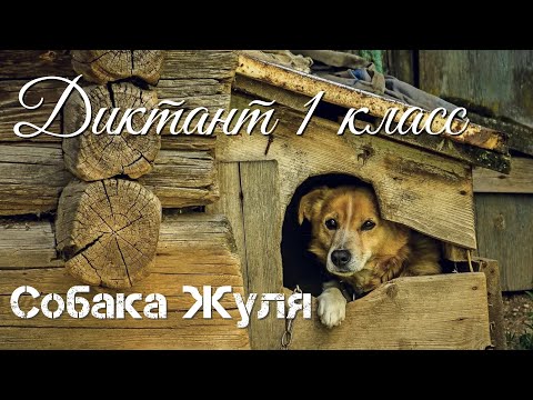 Видео: Диктант по русскому языку с проверкой! 1 класс.  Собака Жуля #диктант1класс #диктант