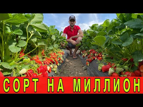 Видео: СОРТ НА МИЛЛИОН