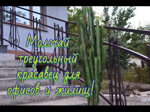 Видео: Молочай треугольный, Euphorbia trigona Выкапывем растение