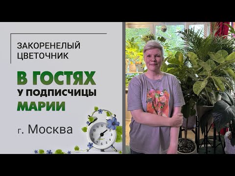 Видео: В гостях у Марии г. Москва. Ботанический сад на 3м2. Крупномеры и драцены всех видов и размеров.