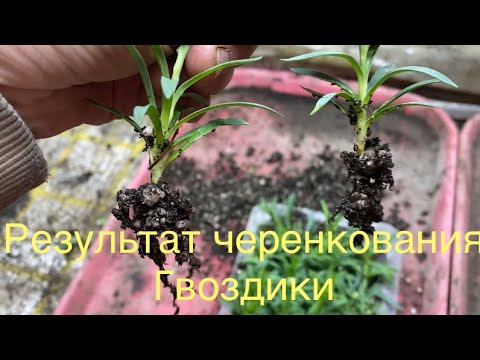 Видео: Результат черенкования гвоздики.