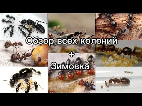Видео: Все мои виды муравьёв!