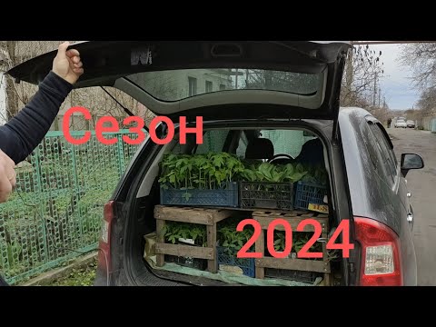 Видео: Первый раз в этом году еду на рынок продавать рассаду.💵💰💵💲