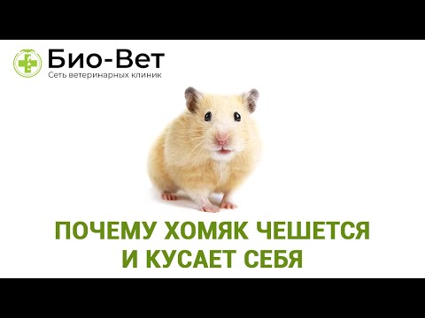 Видео: Почему хомяк чешется и кусает себя