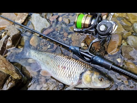 Видео: За летним голавлем с Crazy Fish Alpha 662XULS🎣 Резина против воблеров