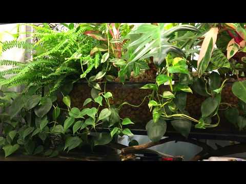 Видео: Фитофильтр и Список растений