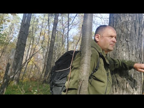 Видео: Прогулка по лесу / Еда на костре / Осенний лес.