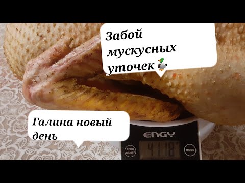 Видео: ВЛОГ:Забой Мускусных Уток🦆Вес меня порадовал👍@Галина новый день в деревне