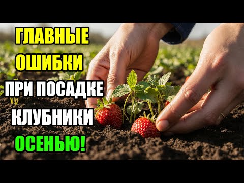 Видео: 5 ОШИБОК, КОТОРЫЕ ГУБЯТ КЛУБНИКУ ОСЕНЬЮ! ПОСАДКА КЛУБНИКИ ОСЕНЬЮ — ГЛАВНЫЕ СЕКРЕТЫ!
