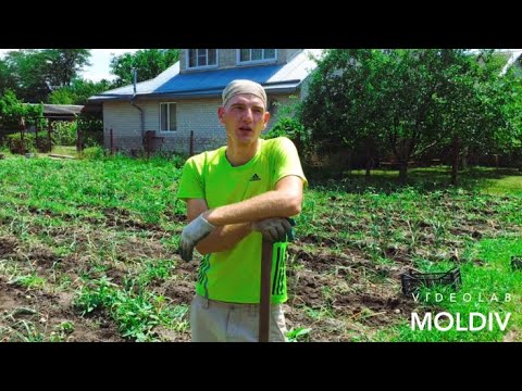 Видео: УБОРКА ОДНОЗУБКИ ЧЕСНОКА СОРТ ЛЮБАША