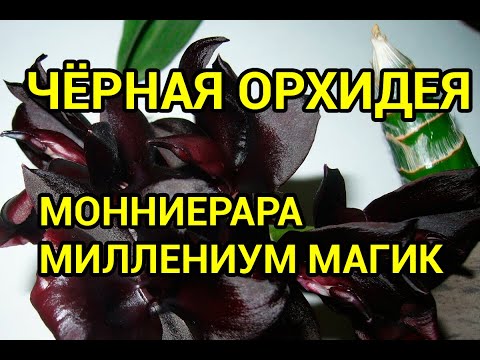 Видео: Черная орхидея-морковь Мониерара миллениум магик (Monnierara millennium magic)