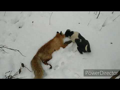 Видео: Работа эстонских гончих.охота на лис .