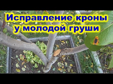 Видео: ФОРМИРОВКА кроны у ГРУШИ. Обрезка на раскрытие кроны.