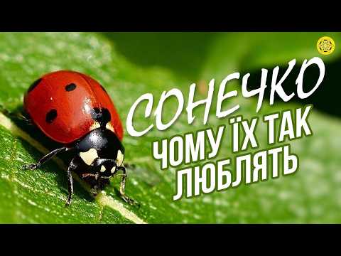 Видео: Сонечка. Чому всі ставляться до них добре?