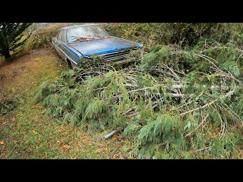 Видео: О нет! Неужели гнилой кедр задел машину?!