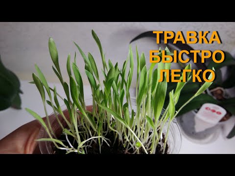 Видео: ТРАВКА ДЛЯ ПОПУГАЯ БЫСТРО И ЛЕГКО. Как вырастить зелень дома (за 7 дней).