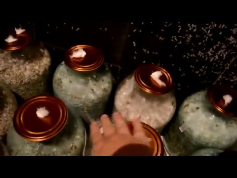 Видео: Мицелий.  Размножение.