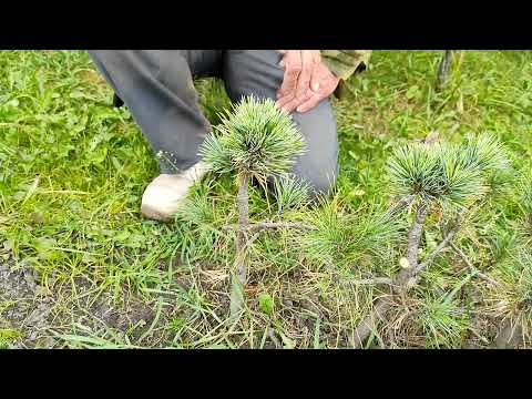 Видео: Кедр корейский в Сибири (4). Новая серия карликовых клонов