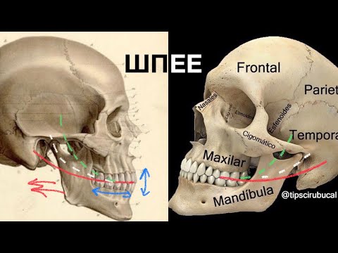 Видео: | Насколько физиологична кривая Шпее? | Зачем она создана? |