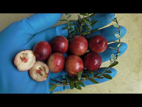 Видео: СТИВЕНС и ПИЛИГРИМ.  Особо крупные сорта клюквы. / Коллекция Светланы Татур.