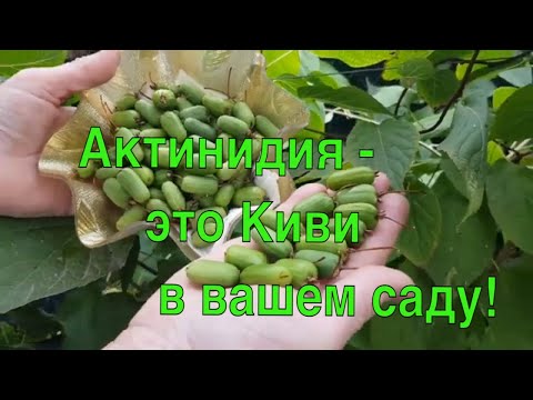 Видео: Актинидия (мини киви) прекрасно растёт в Подмосковье. ТопСад