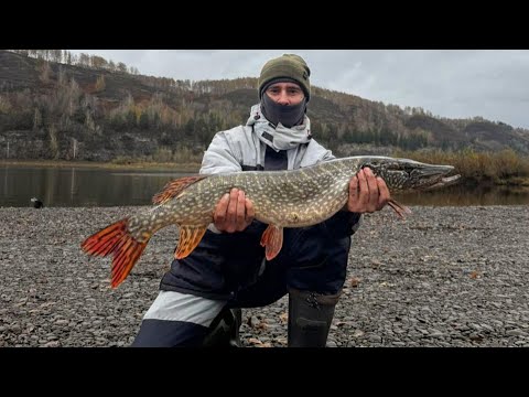 Видео: Ловля Налима на донки.Крупная щука в прилове.Осень 2025.