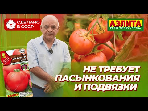 Видео: БАРНАУЛЬСКИЙ РАННИЙ из серии Сделано в СССР! Этот томат не требует пасынкования и подвязки.