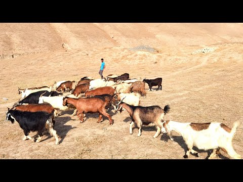 Видео: Бузхои бугузи дугоникзой савдо шудан рафтан. Фурухтемшон