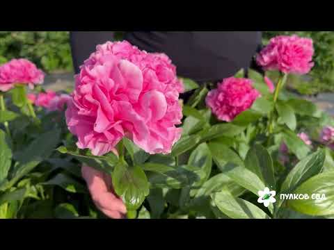 Видео: Carnation Bouquet peony. Карнейшн Букет пион. Пулков сад (2025 г.)